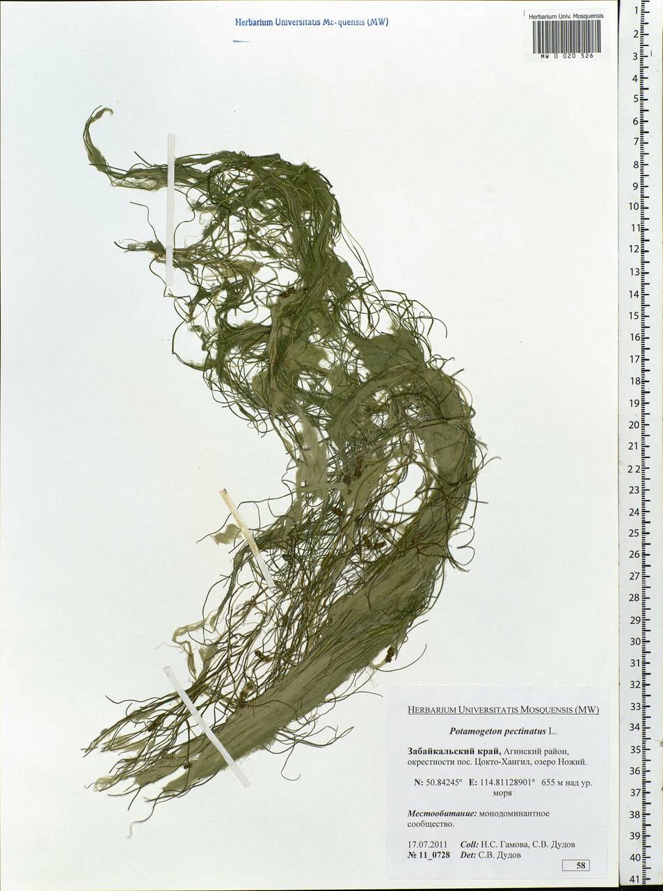 Stuckenia pectinata (L.) Börner, Siberia, Baikal & Transbaikal region (S4) (Russia)