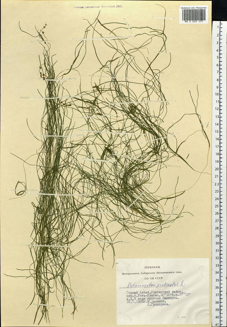 Stuckenia pectinata (L.) Börner, Siberia, Altai & Sayany Mountains (S2) (Russia)