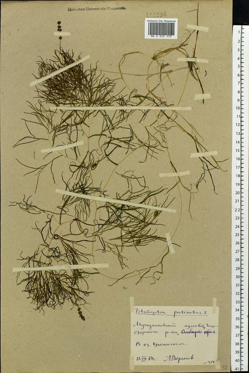 Stuckenia pectinata (L.) Börner, Siberia, Western Siberia (S1) (Russia)