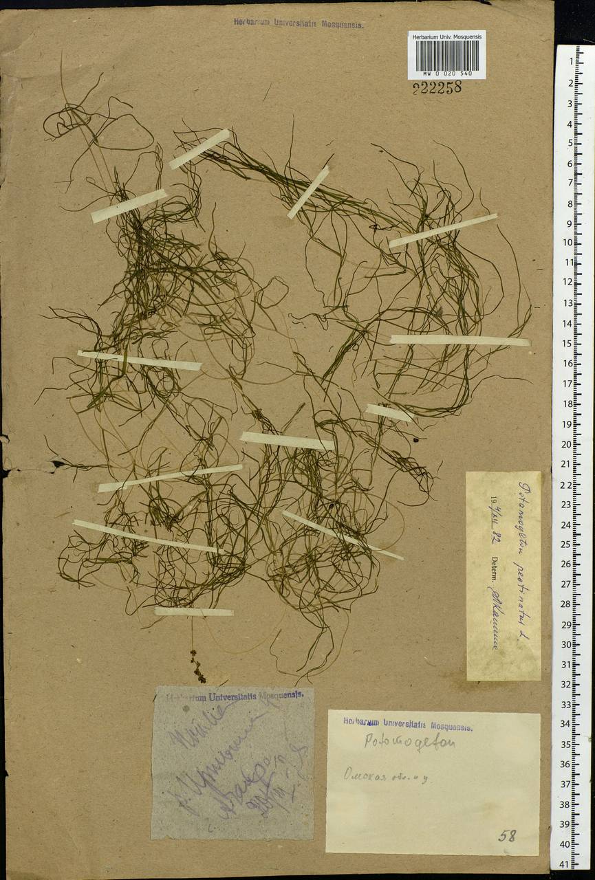 Stuckenia pectinata (L.) Börner, Siberia, Western Siberia (S1) (Russia)