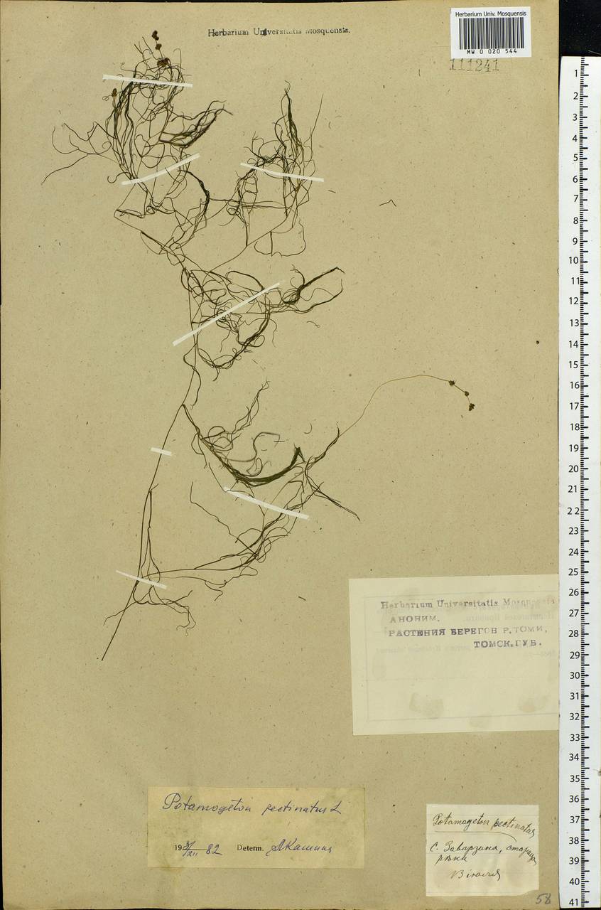 Stuckenia pectinata (L.) Börner, Siberia, Western Siberia (S1) (Russia)