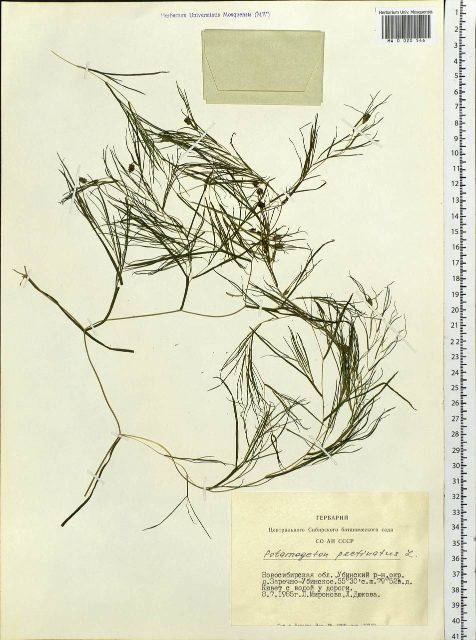 Stuckenia pectinata (L.) Börner, Siberia, Western Siberia (S1) (Russia)