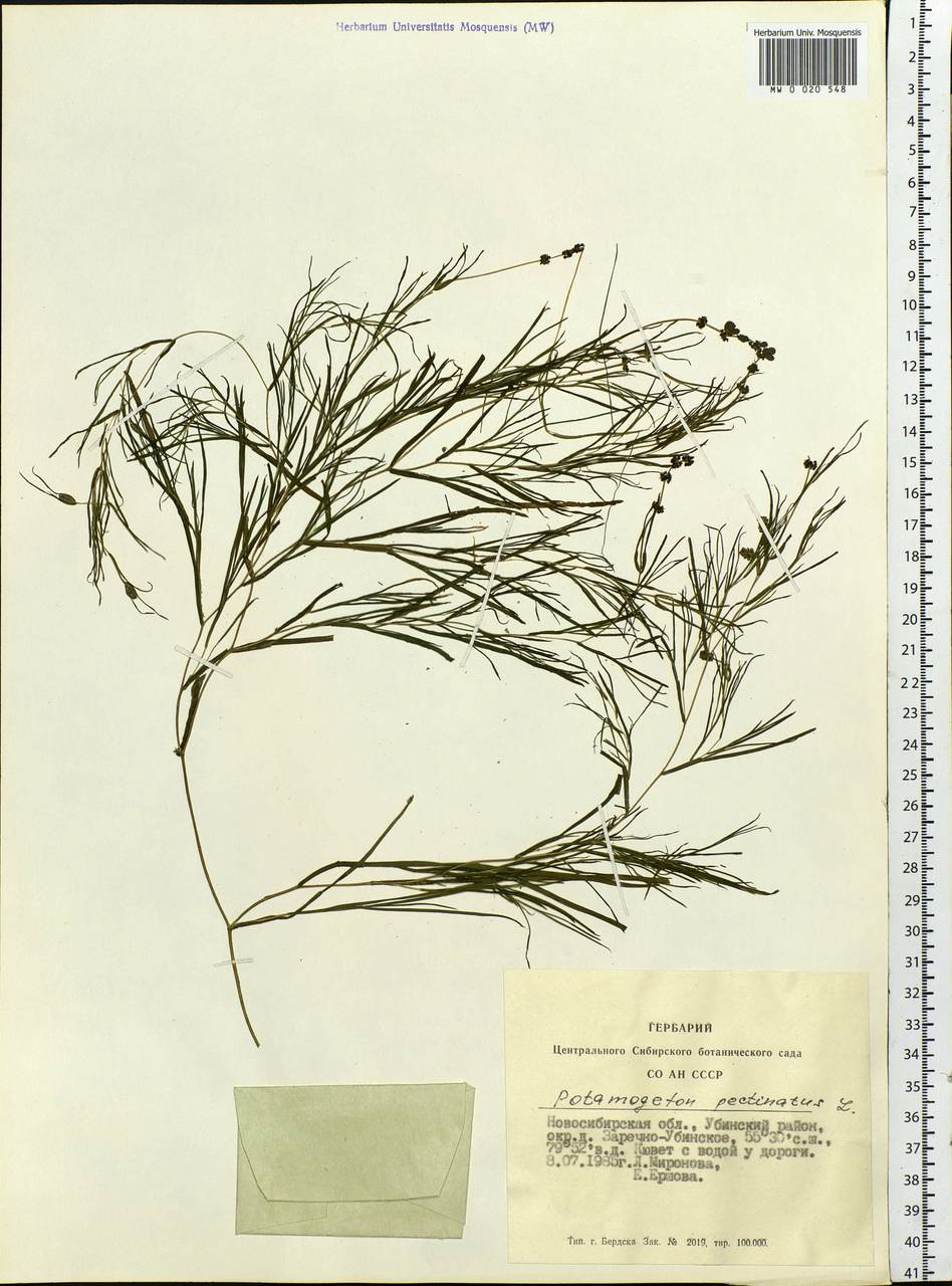 Stuckenia pectinata (L.) Börner, Siberia, Western Siberia (S1) (Russia)