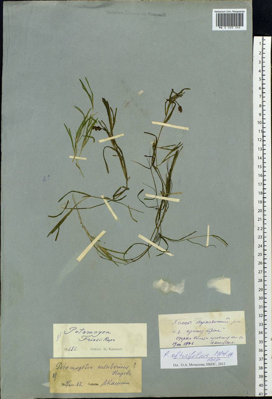 Potamogeton obtusifolius Mert. & W.D.J.Koch, Siberia, Yakutia (S5) (Russia)