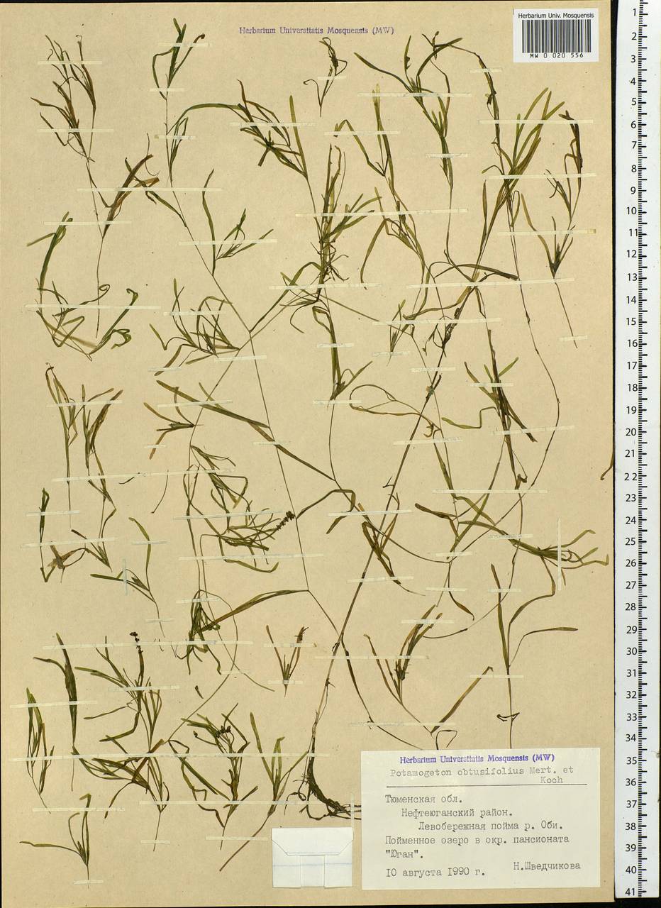 Potamogeton obtusifolius Mert. & W.D.J.Koch, Siberia, Western Siberia (S1) (Russia)