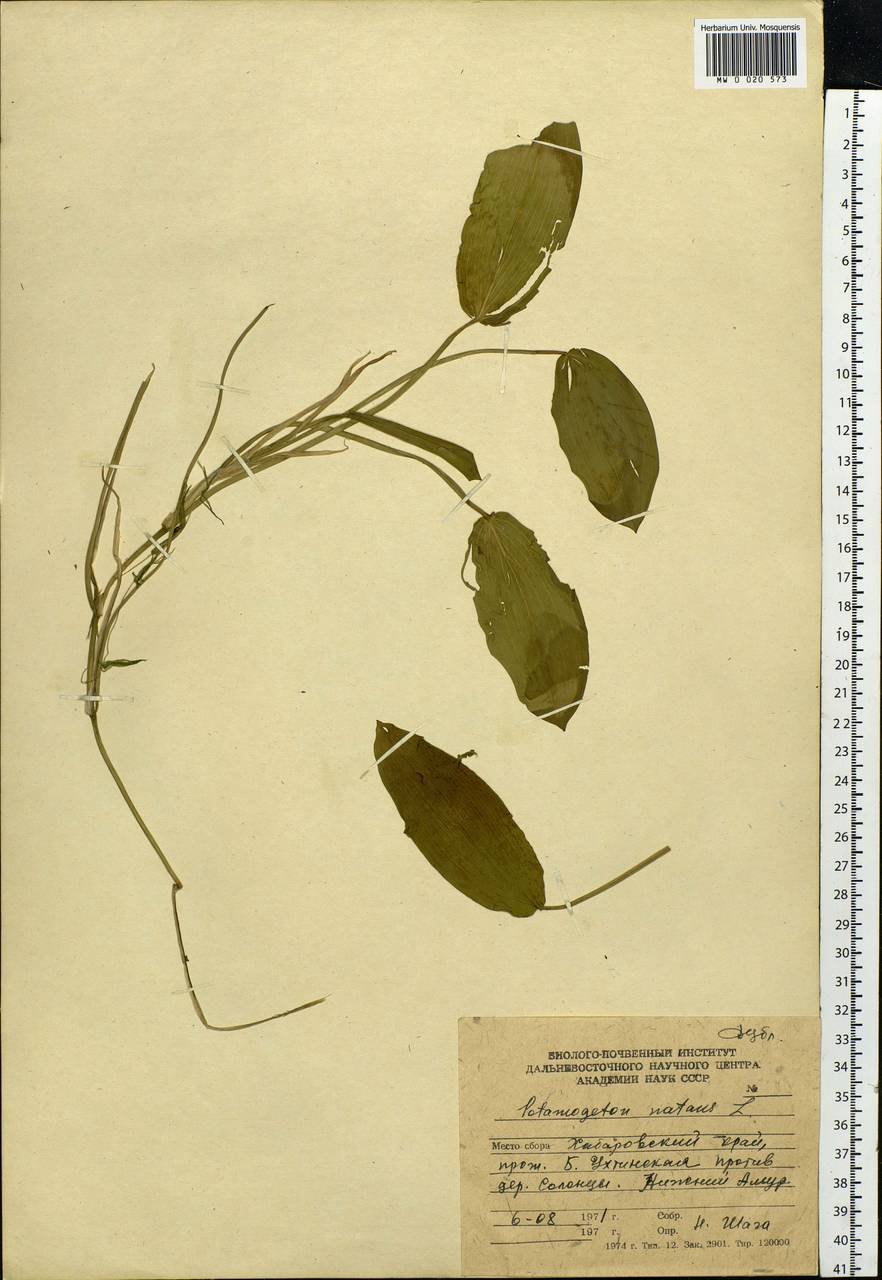Potamogeton natans L., Siberia, Russian Far East (S6) (Russia)