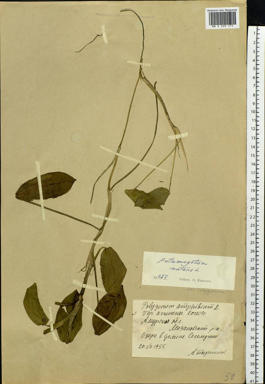 Potamogeton natans L., Siberia, Russian Far East (S6) (Russia)