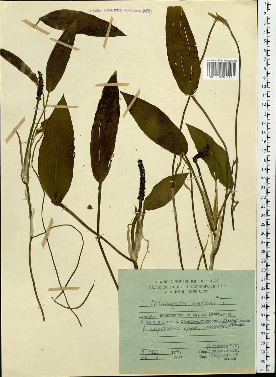 Potamogeton natans L., Siberia, Russian Far East (S6) (Russia)