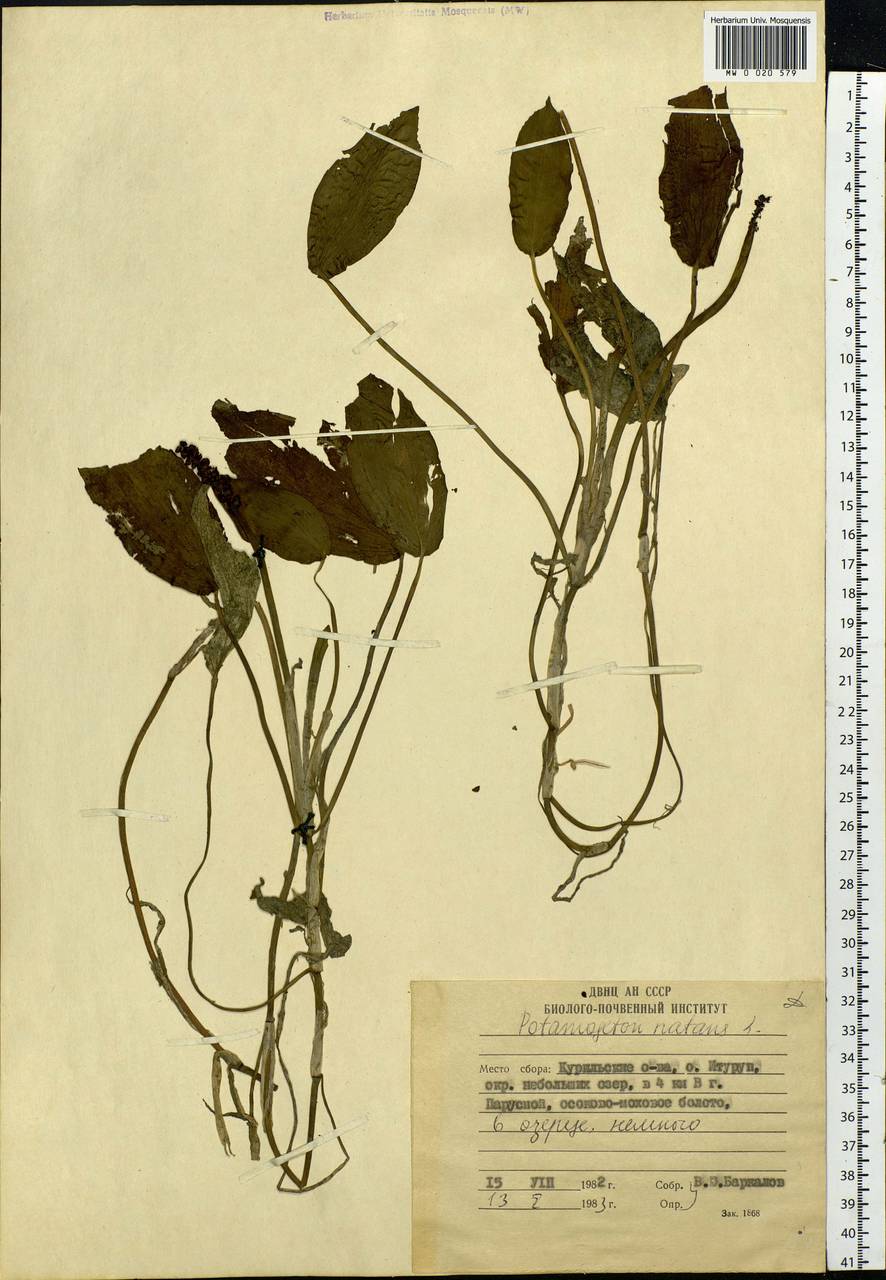 Potamogeton natans L., Siberia, Russian Far East (S6) (Russia)