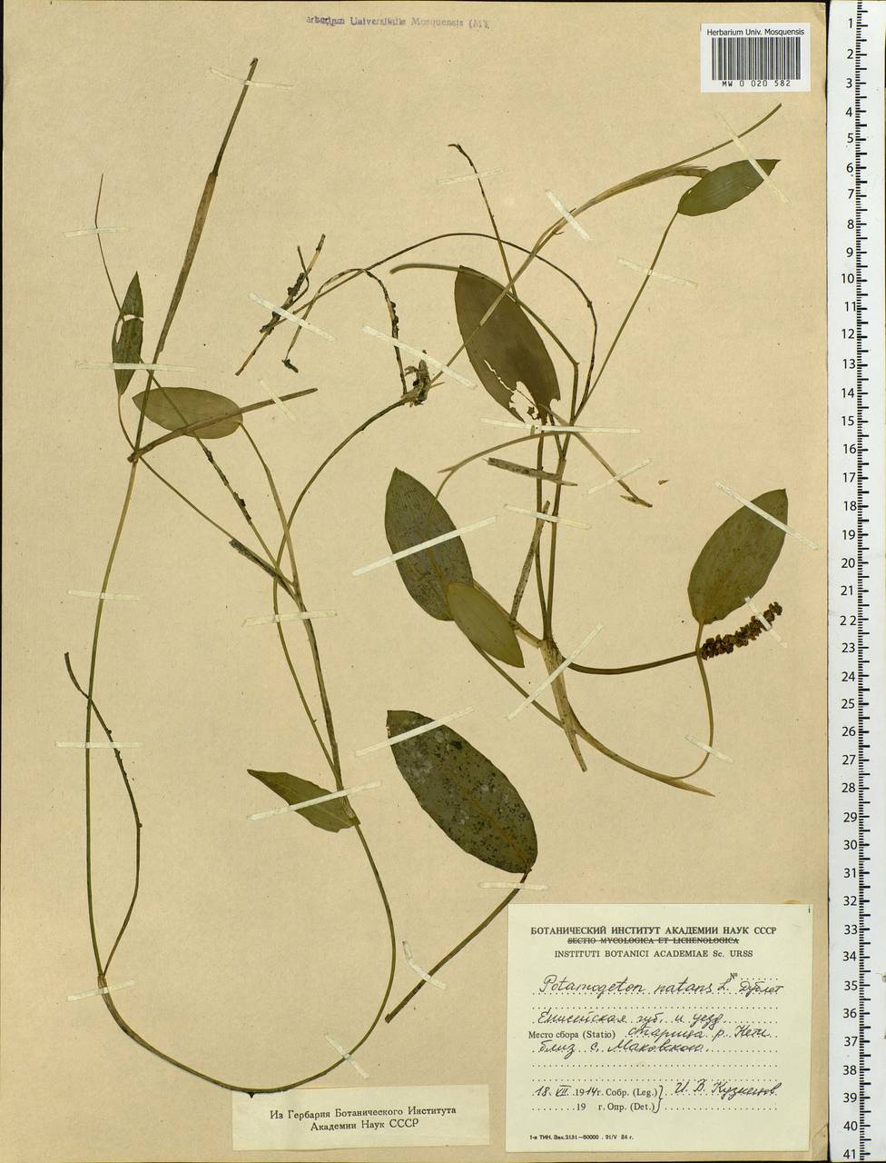 Potamogeton natans L., Siberia, Central Siberia (S3) (Russia)