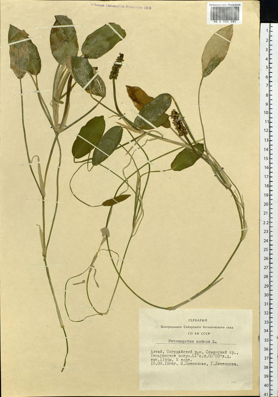 Potamogeton natans L., Siberia, Altai & Sayany Mountains (S2) (Russia)