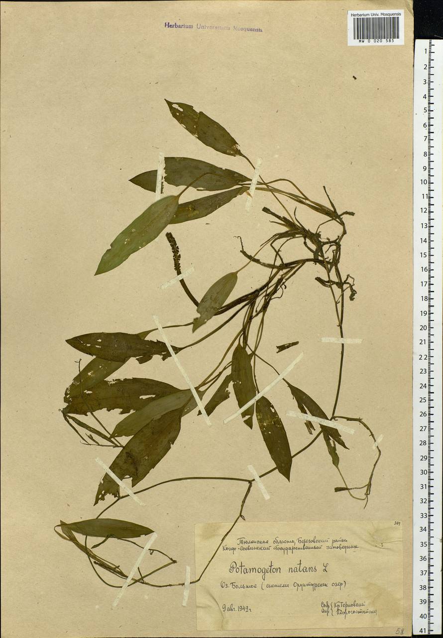 Potamogeton natans L., Siberia, Western Siberia (S1) (Russia)