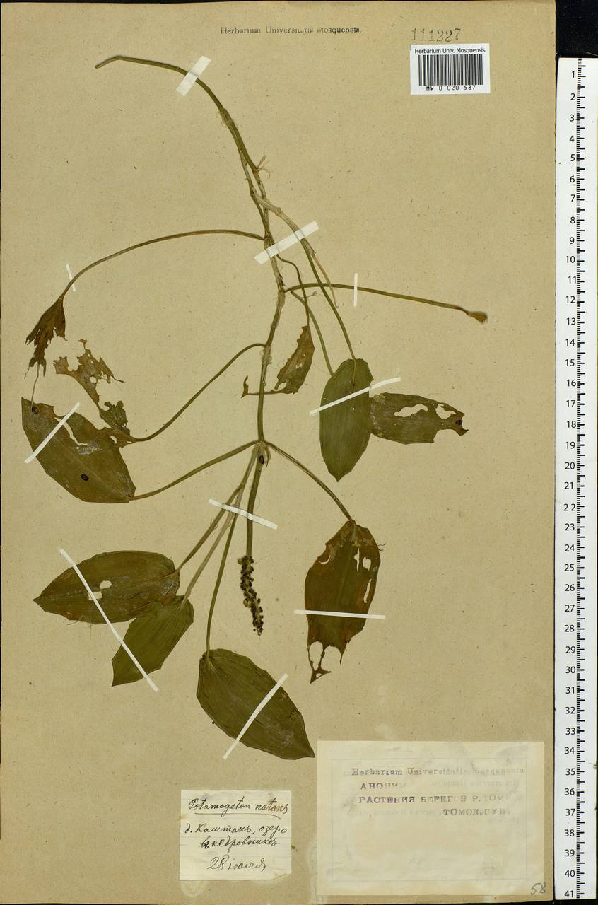 Potamogeton natans L., Siberia, Western Siberia (S1) (Russia)