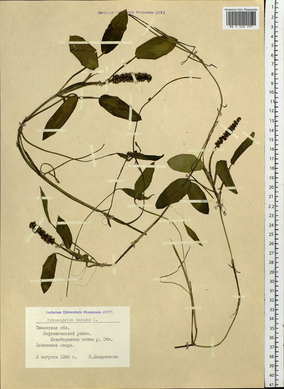 Potamogeton natans L., Siberia, Western Siberia (S1) (Russia)