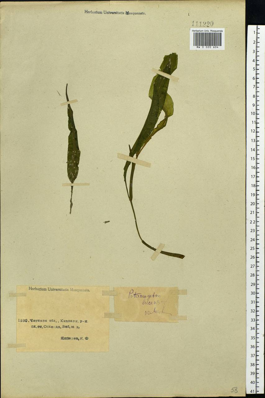 Potamogeton lucens L., Siberia, Baikal & Transbaikal region (S4) (Russia)