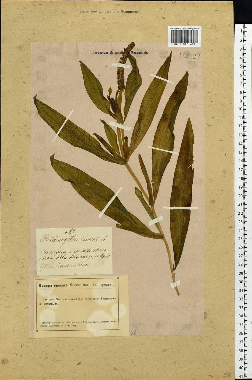 Potamogeton lucens L., Siberia, Altai & Sayany Mountains (S2) (Russia)