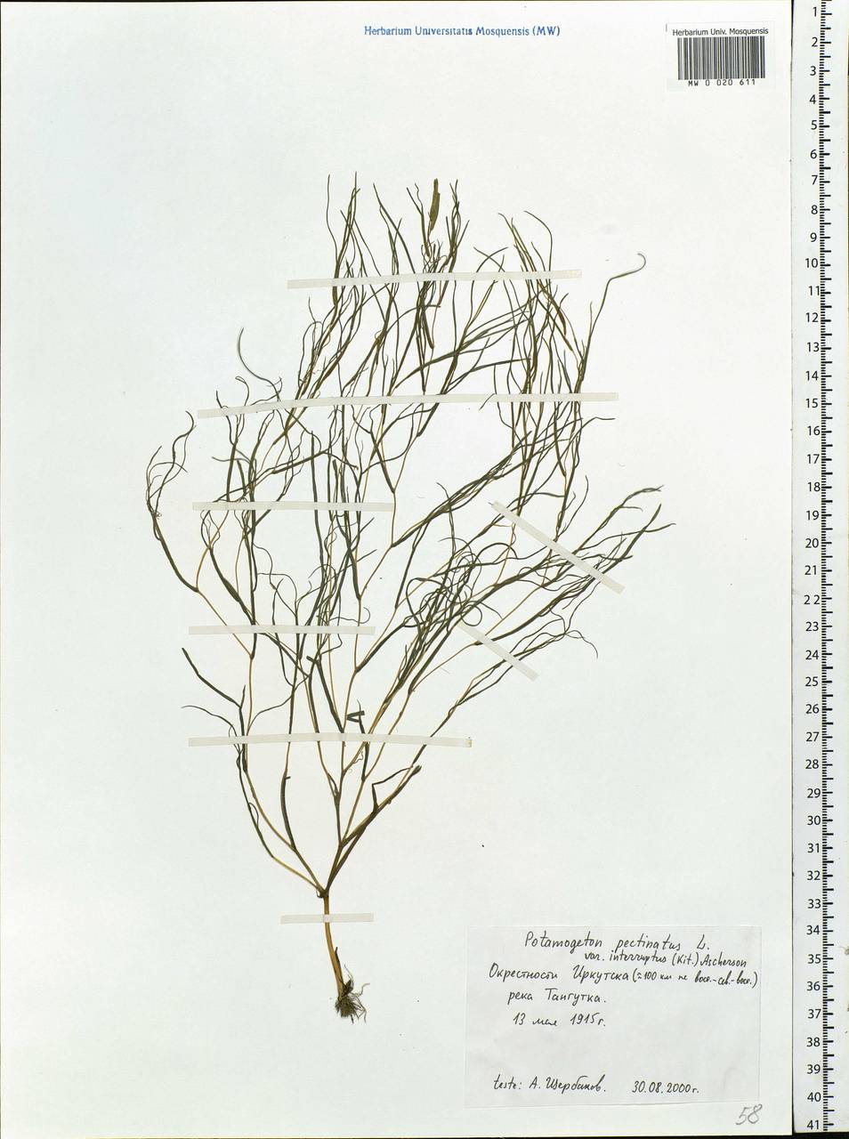 Stuckenia pectinata (L.) Börner, Siberia, Baikal & Transbaikal region (S4) (Russia)