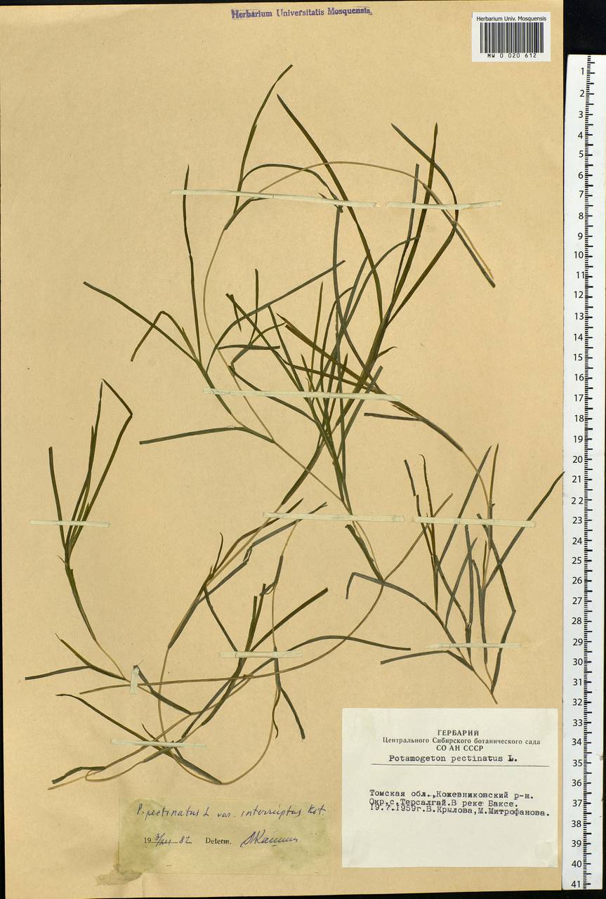 Stuckenia pectinata (L.) Börner, Siberia, Western Siberia (S1) (Russia)