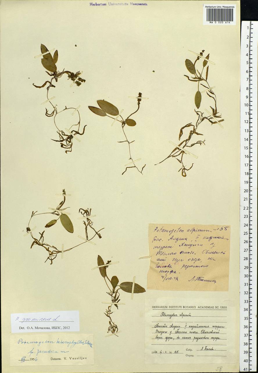 Potamogeton gramineus L., Siberia, Yakutia (S5) (Russia)