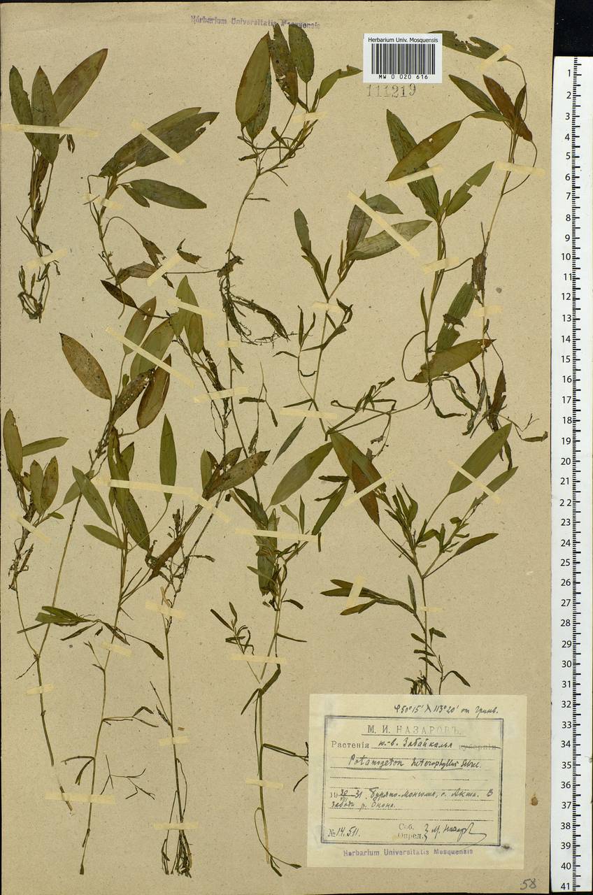 Potamogeton gramineus L., Siberia, Baikal & Transbaikal region (S4) (Russia)