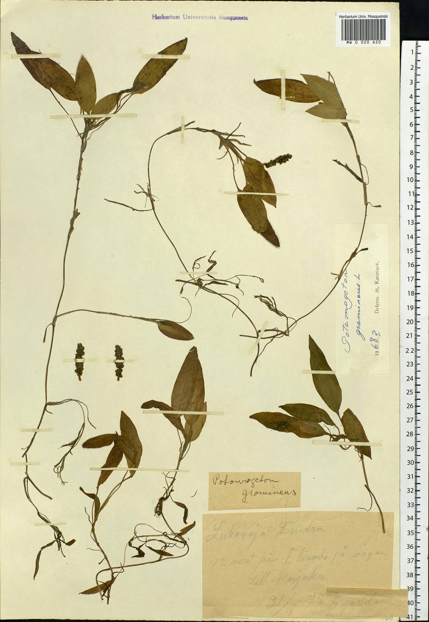 Potamogeton gramineus L., Siberia, Chukotka & Kamchatka (S7) (Russia)