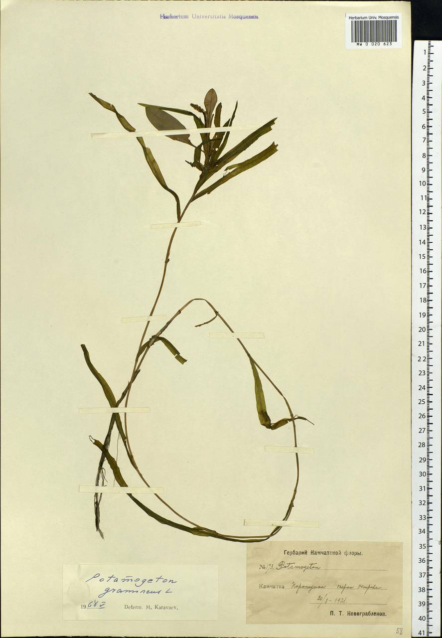 Potamogeton gramineus L., Siberia, Chukotka & Kamchatka (S7) (Russia)