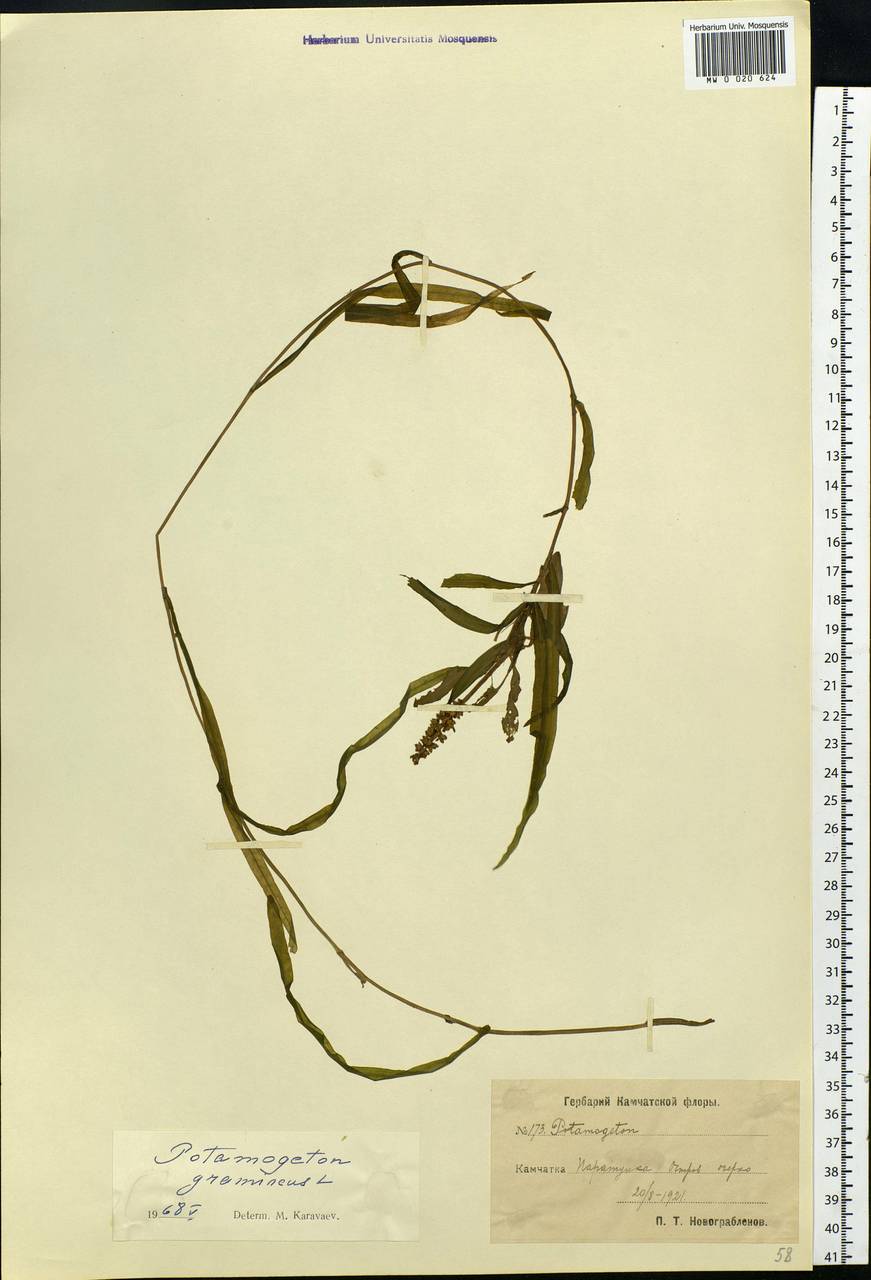 Potamogeton gramineus L., Siberia, Chukotka & Kamchatka (S7) (Russia)