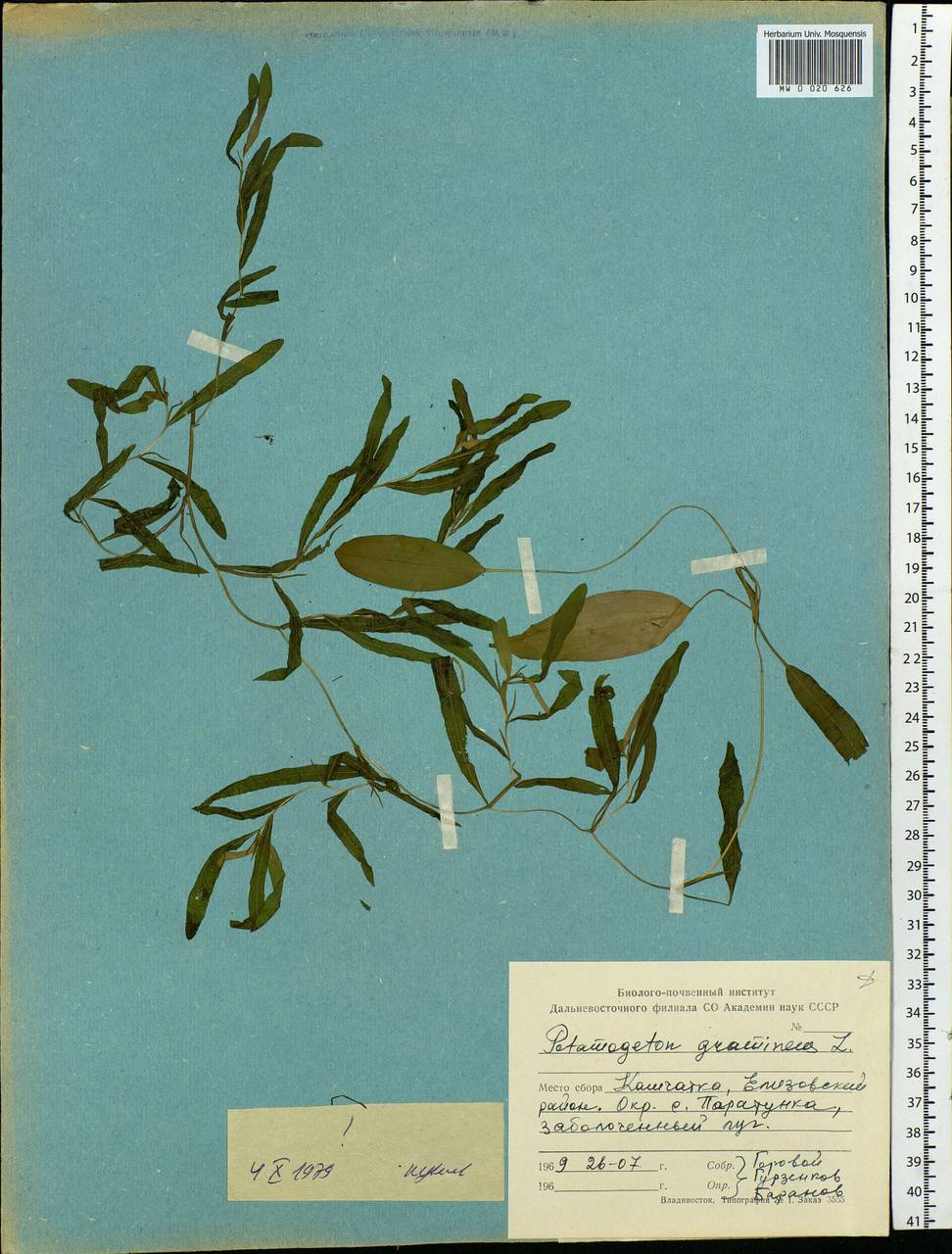 Potamogeton gramineus L., Siberia, Chukotka & Kamchatka (S7) (Russia)