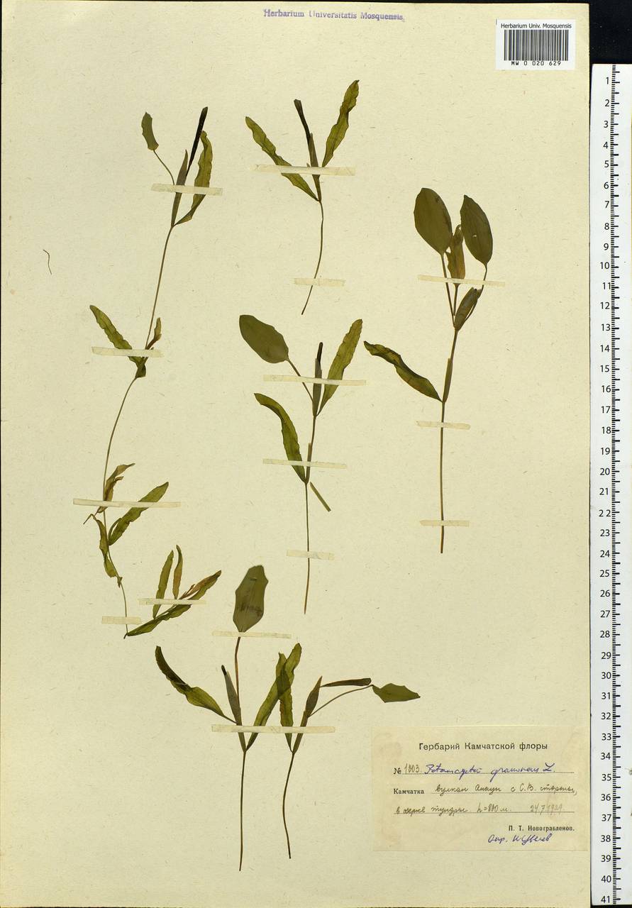 Potamogeton gramineus L., Siberia, Chukotka & Kamchatka (S7) (Russia)