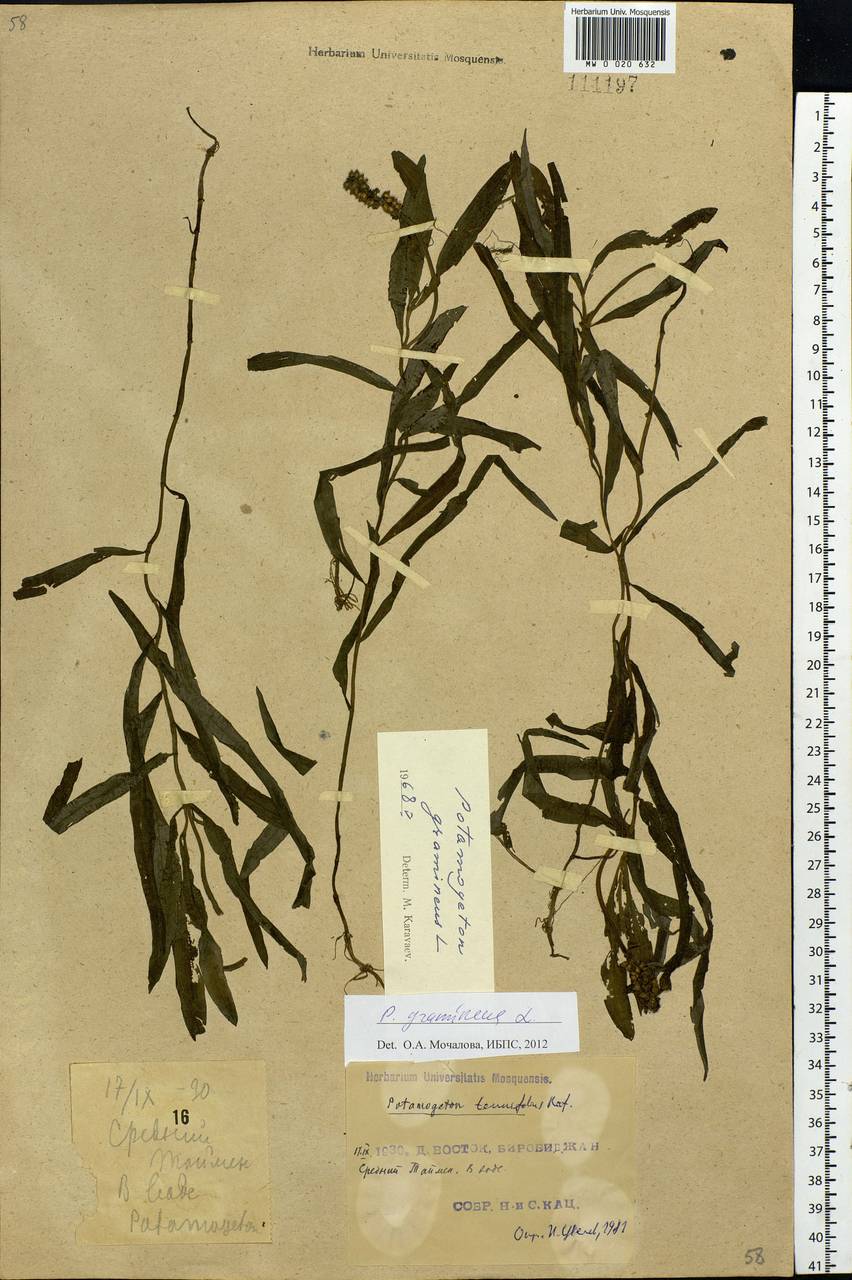Potamogeton gramineus L., Siberia, Russian Far East (S6) (Russia)
