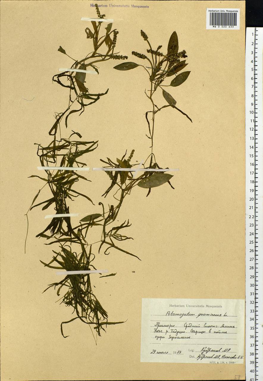 Potamogeton gramineus L., Siberia, Russian Far East (S6) (Russia)