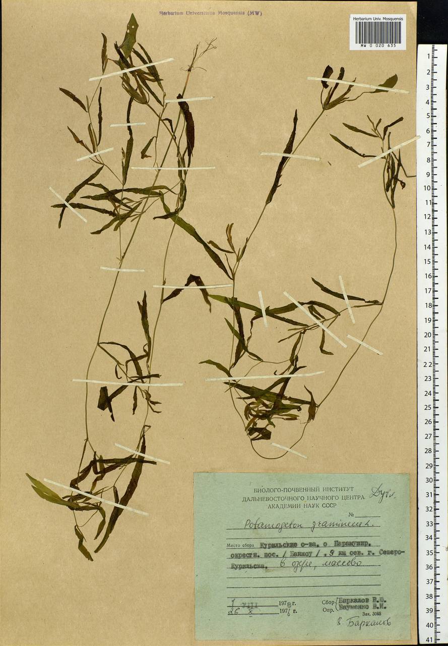 Potamogeton gramineus L., Siberia, Russian Far East (S6) (Russia)
