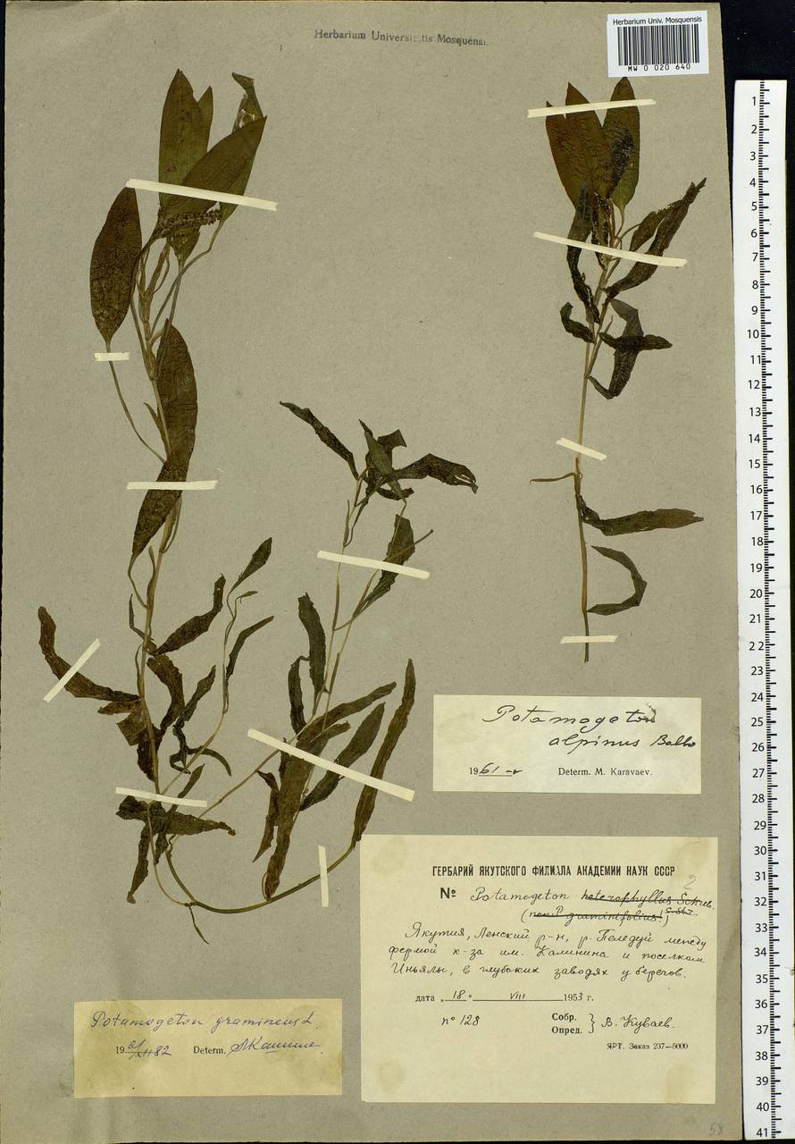 Potamogeton gramineus L., Siberia, Yakutia (S5) (Russia)