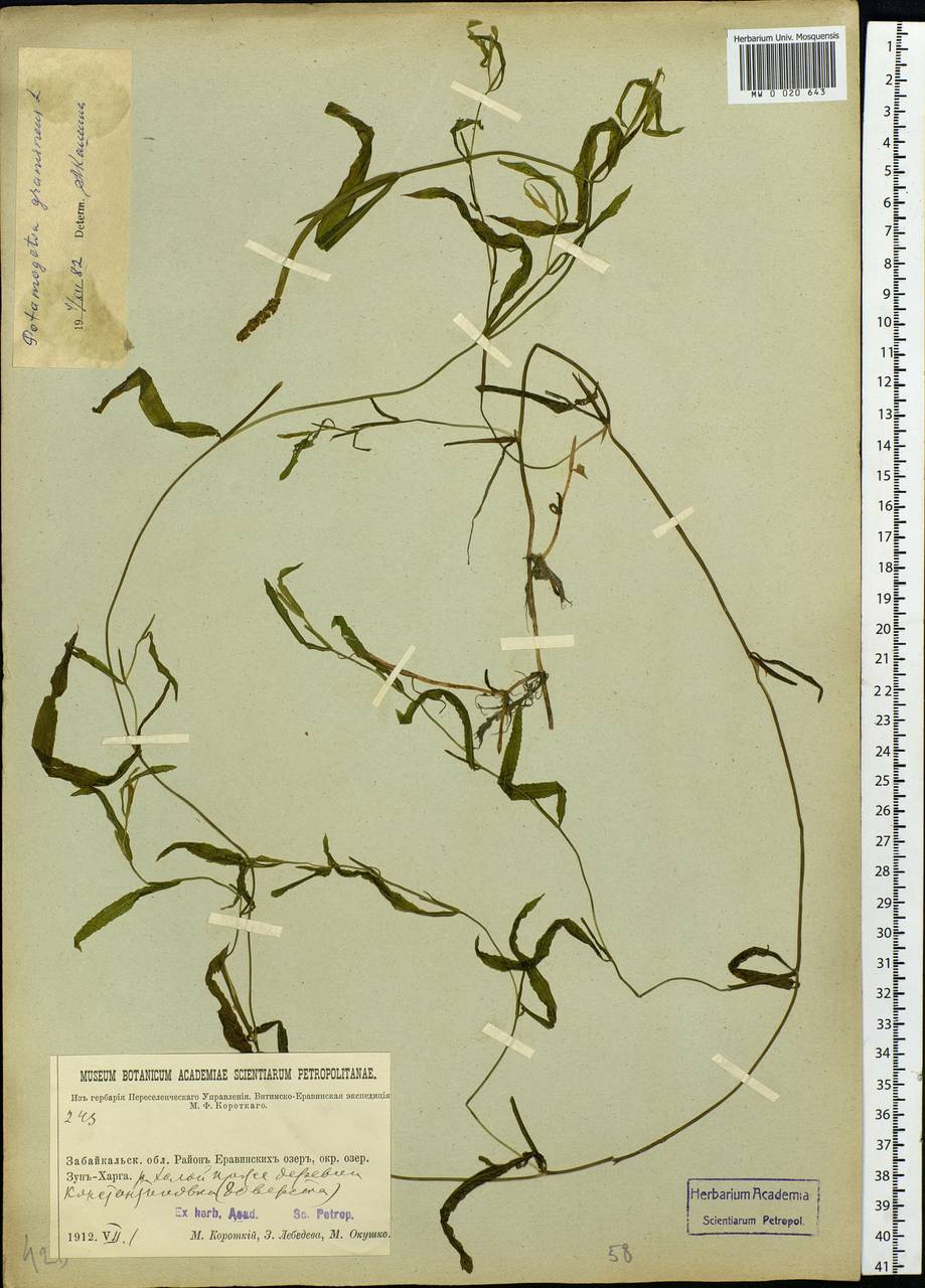 Potamogeton gramineus L., Siberia, Baikal & Transbaikal region (S4) (Russia)