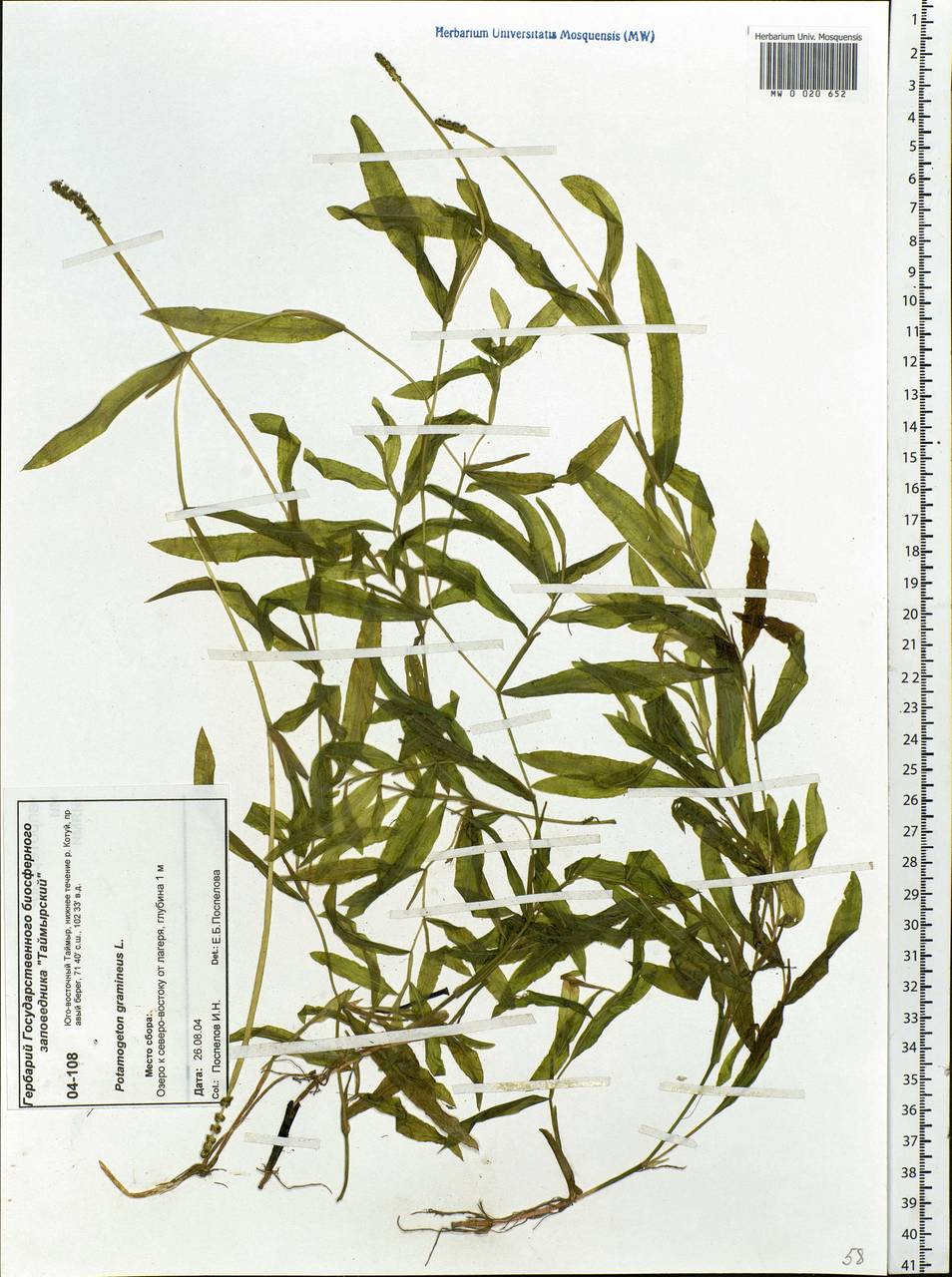 Potamogeton gramineus L., Siberia, Central Siberia (S3) (Russia)