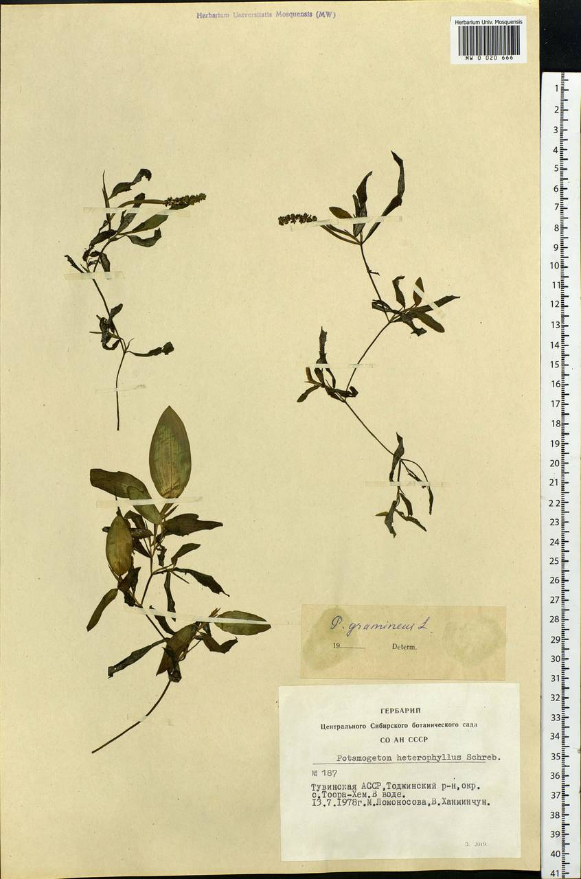Potamogeton gramineus L., Siberia, Altai & Sayany Mountains (S2) (Russia)