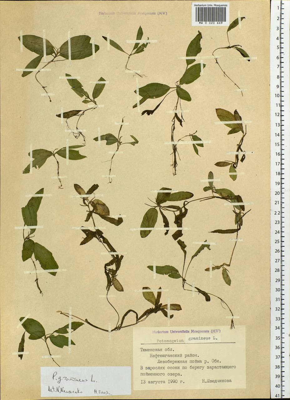 Potamogeton gramineus L., Siberia, Western Siberia (S1) (Russia)