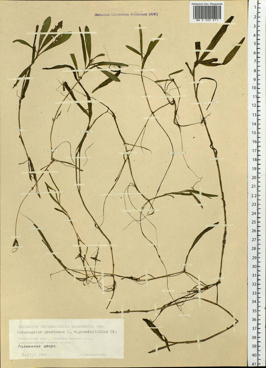Potamogeton gramineus L., Siberia, Western Siberia (S1) (Russia)