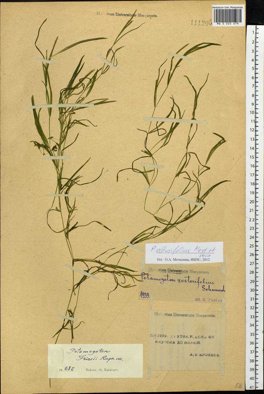 Potamogeton obtusifolius Mert. & W.D.J.Koch, Siberia, Yakutia (S5) (Russia)