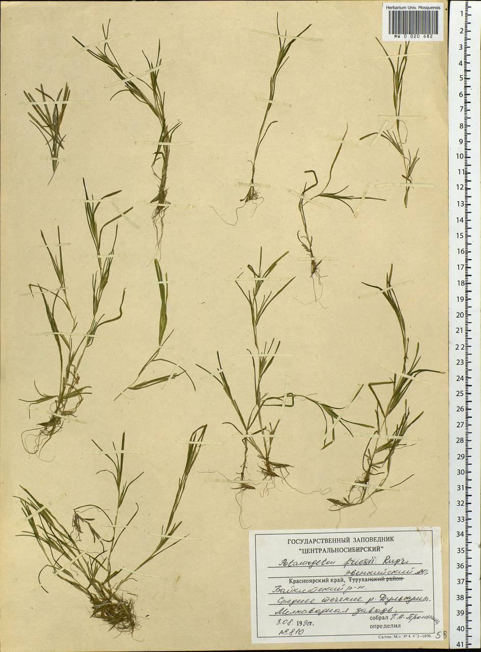 Potamogeton friesii Rupr., Siberia, Central Siberia (S3) (Russia)