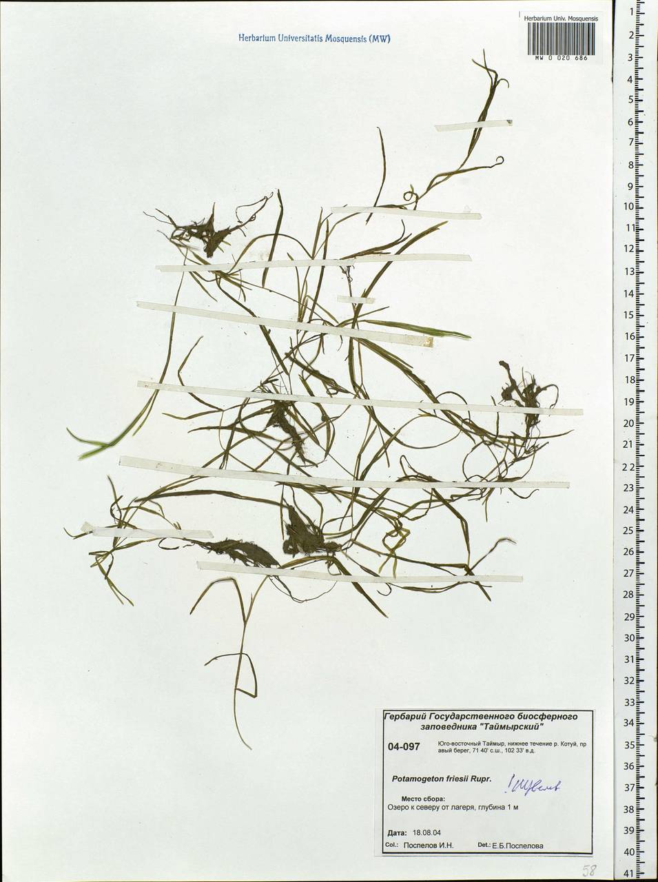 Potamogeton friesii Rupr., Siberia, Central Siberia (S3) (Russia)