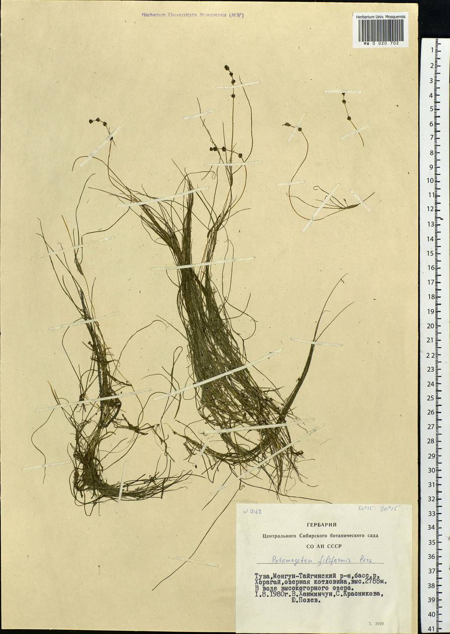 Stuckenia filiformis (Pers.) Börner, Siberia, Altai & Sayany Mountains (S2) (Russia)