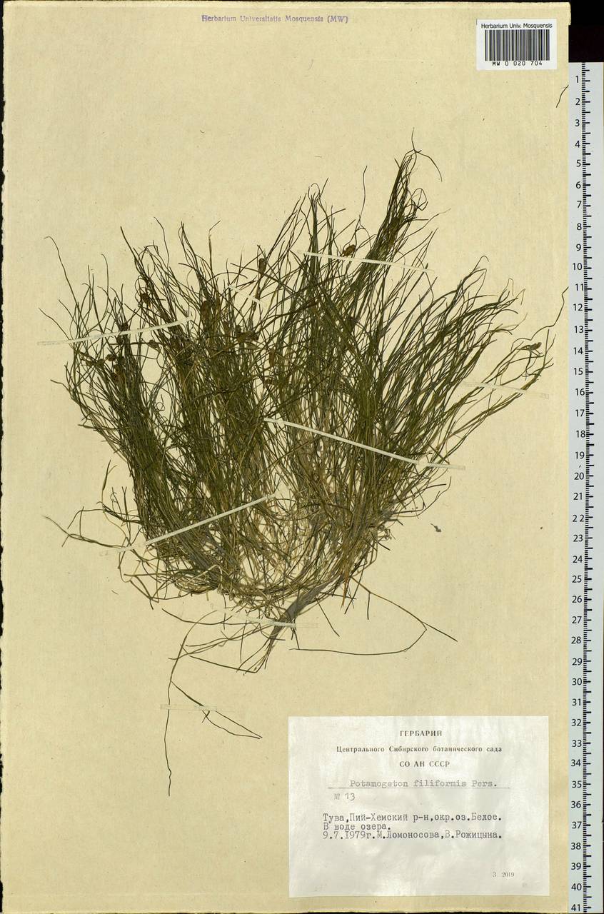 Stuckenia filiformis (Pers.) Börner, Siberia, Altai & Sayany Mountains (S2) (Russia)