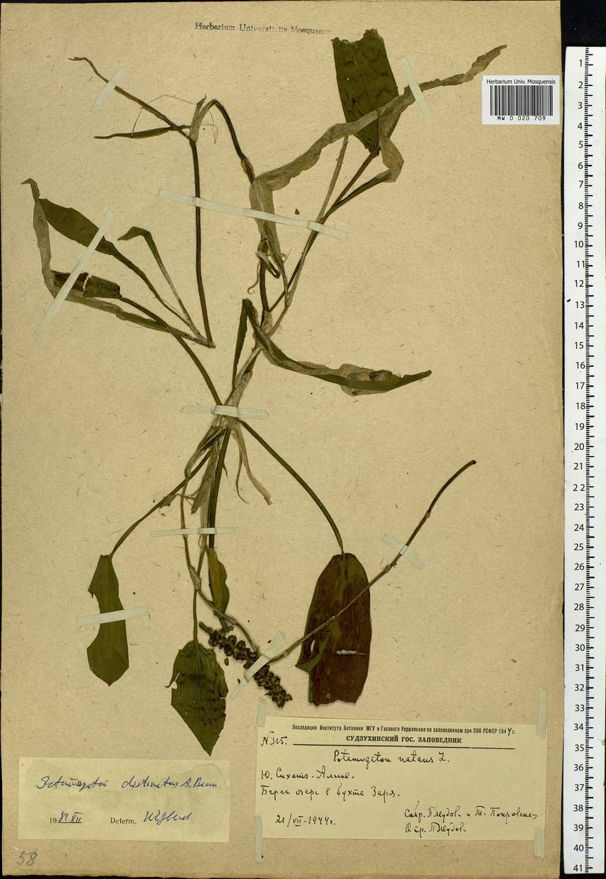 Potamogeton distinctus A.Benn., Siberia, Russian Far East (S6) (Russia)