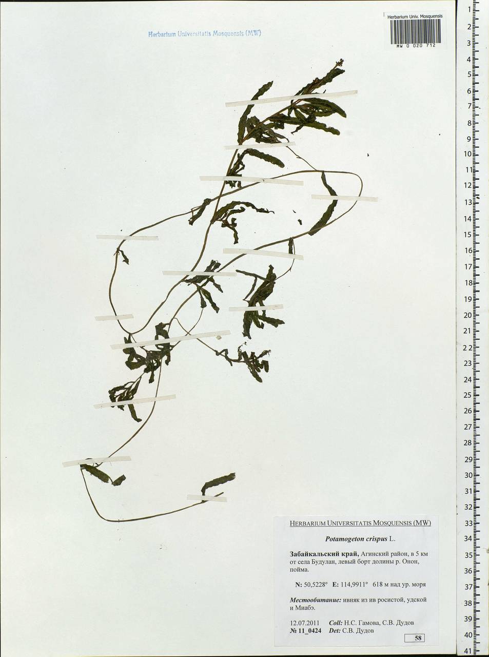 Potamogeton crispus L., Siberia, Baikal & Transbaikal region (S4) (Russia)