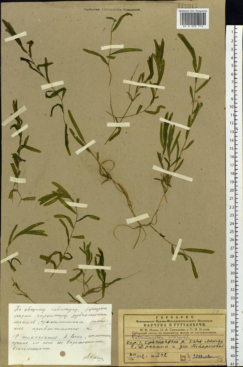 Potamogeton crispus L., Siberia, Central Siberia (S3) (Russia)