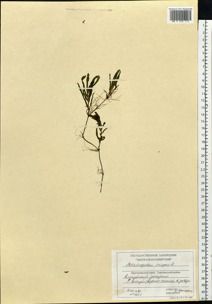 Potamogeton crispus L., Siberia, Central Siberia (S3) (Russia)