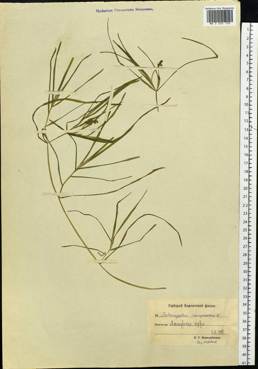 Potamogeton compressus L., Siberia, Chukotka & Kamchatka (S7) (Russia)