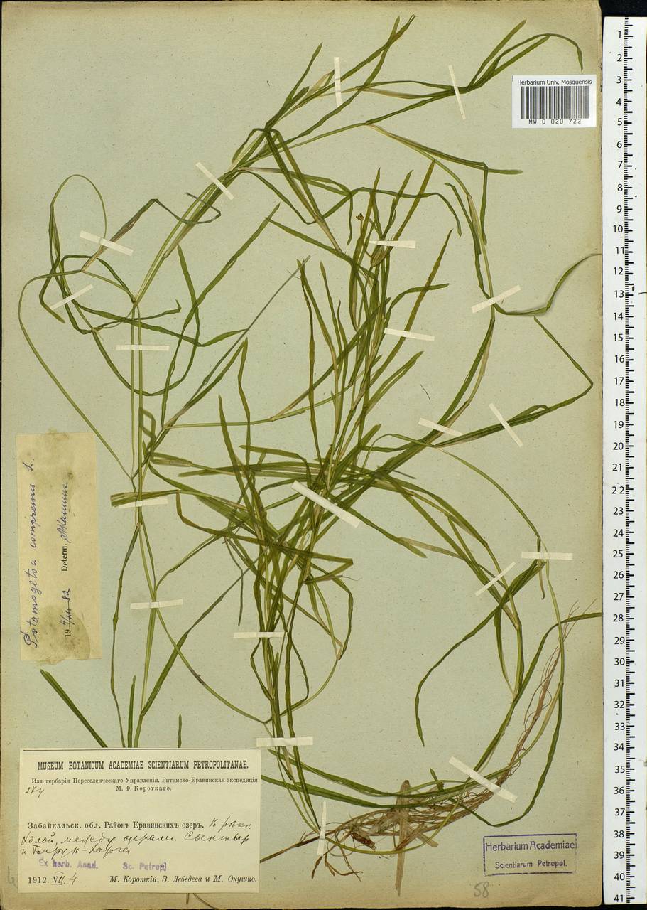 Potamogeton compressus L., Siberia, Baikal & Transbaikal region (S4) (Russia)