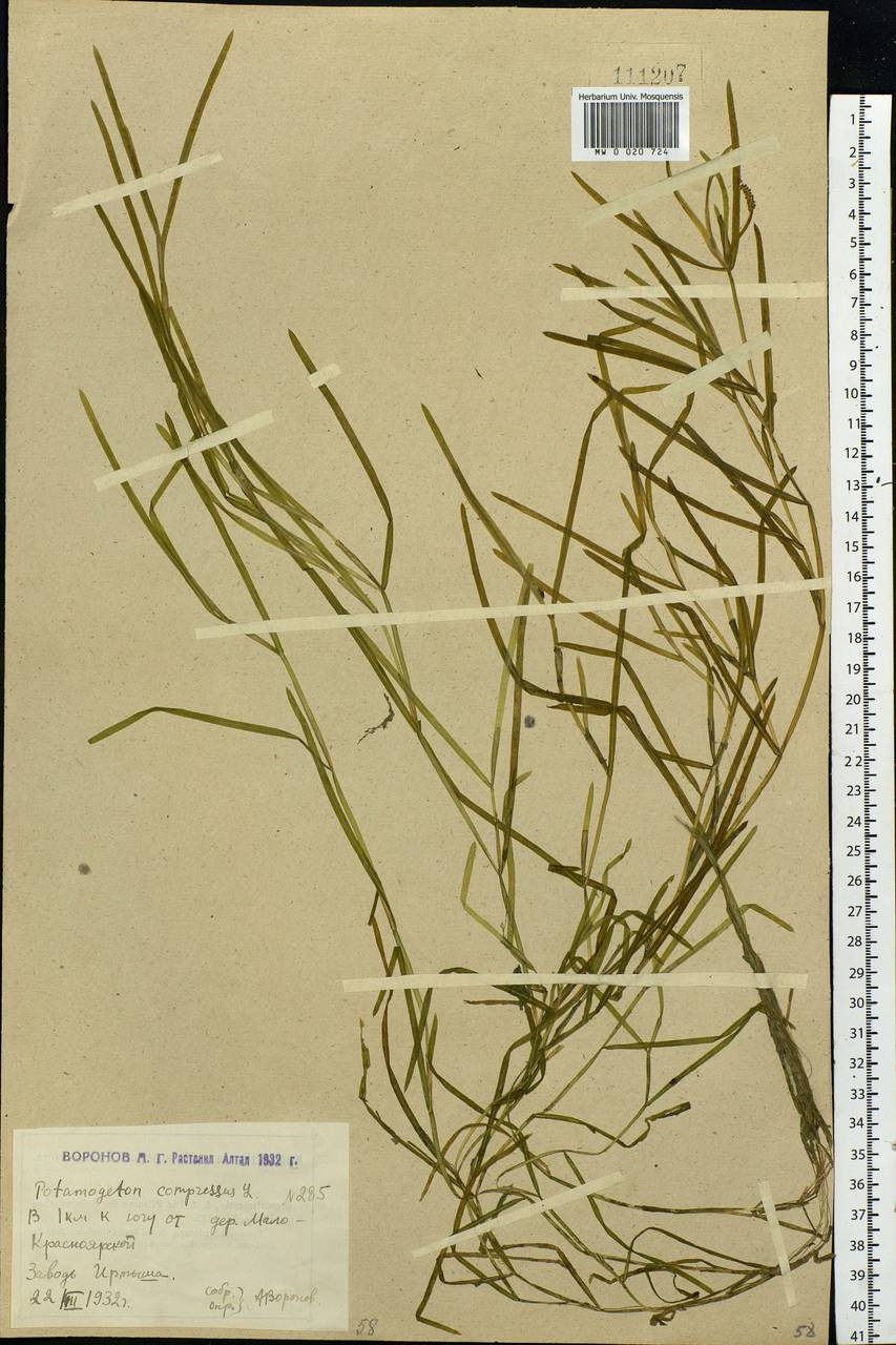 Potamogeton compressus L., Siberia, Western (Kazakhstan) Altai Mountains (S2a) (Kazakhstan)